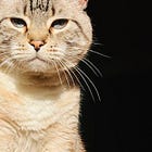 10 Writing Lessons I Learned from My Cat (And Why They Work)