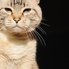 10 Writing Lessons I Learned from My Cat (And Why They Work)