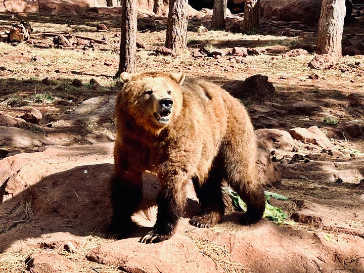 bear, goat, bobcat