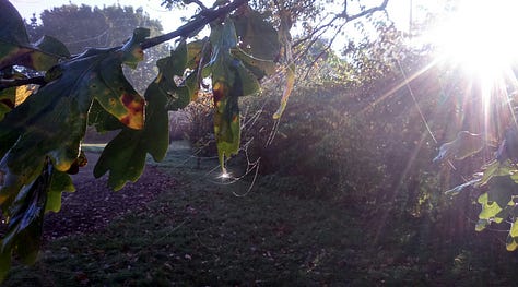 Oak tree in mist, oak tree surrounded by other trees and shrubs, close-up of oak leaves with sun glinting on raindrops.