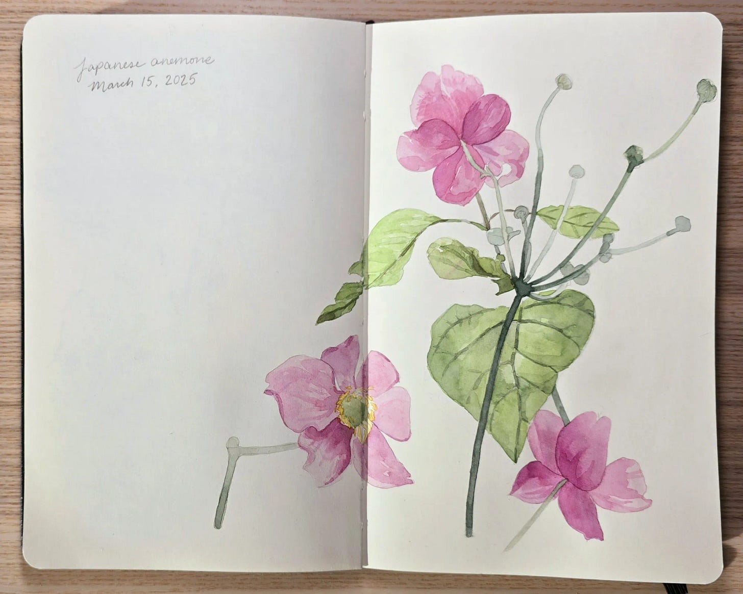 An open sketchbook with a painting of Japanese anemone.