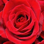 Politics Politics Politics 