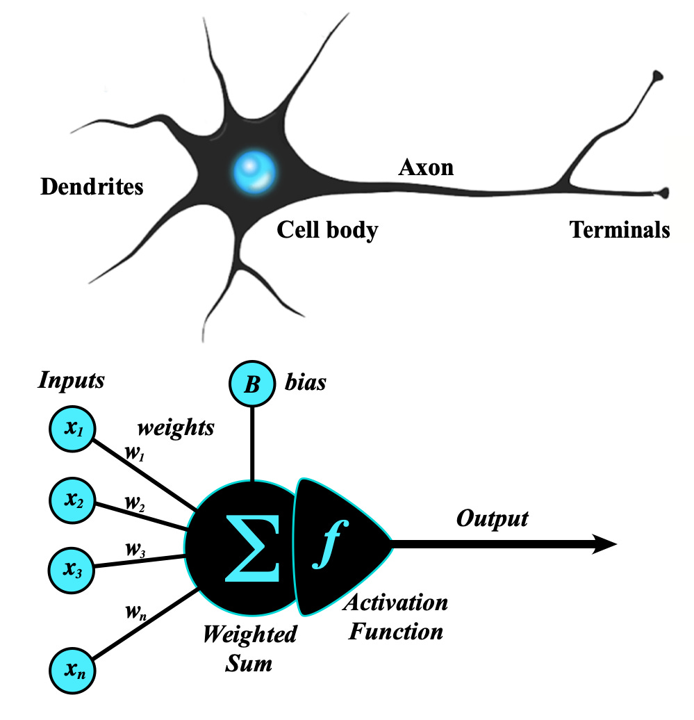 A Single Neuron Math Neurons Actually Execute Complex Mathematical Functions - they are not ...