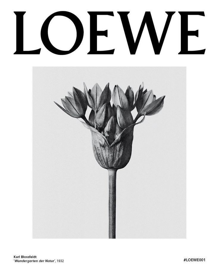 This may contain: a black and white photo of a flower with the words loewe on it