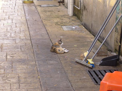 stray cats