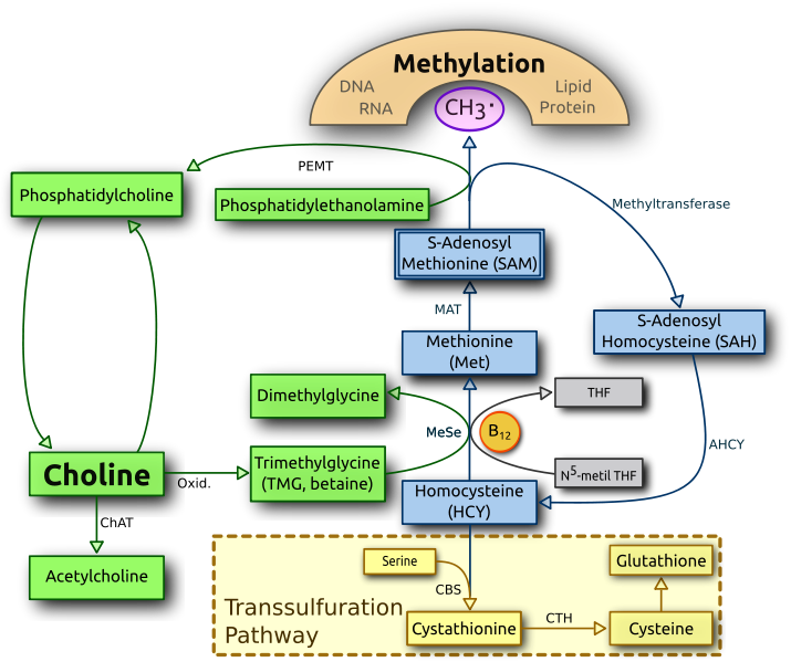 Acetylcholine: How and Why to Optimize the Synthesis of this Vital  Neurotransmitter
