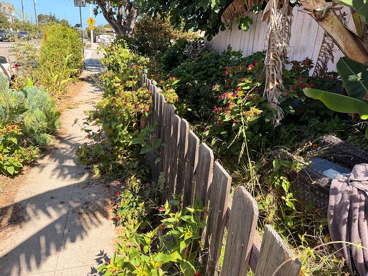 Four photos of an overgrown garden, featuring tropical plants, weeds galore, and an in progress picnic table sanding project.
