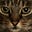 Pixietigerlily's avatar