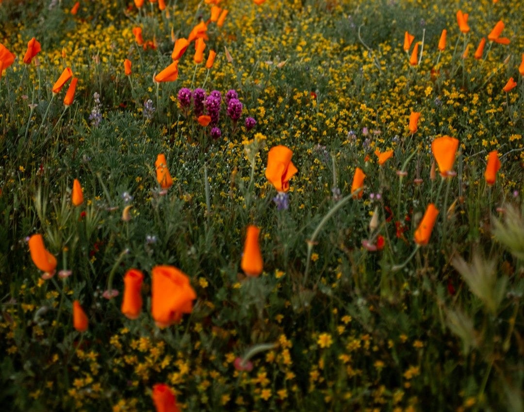 black motorcycle parked on flower field during daytime