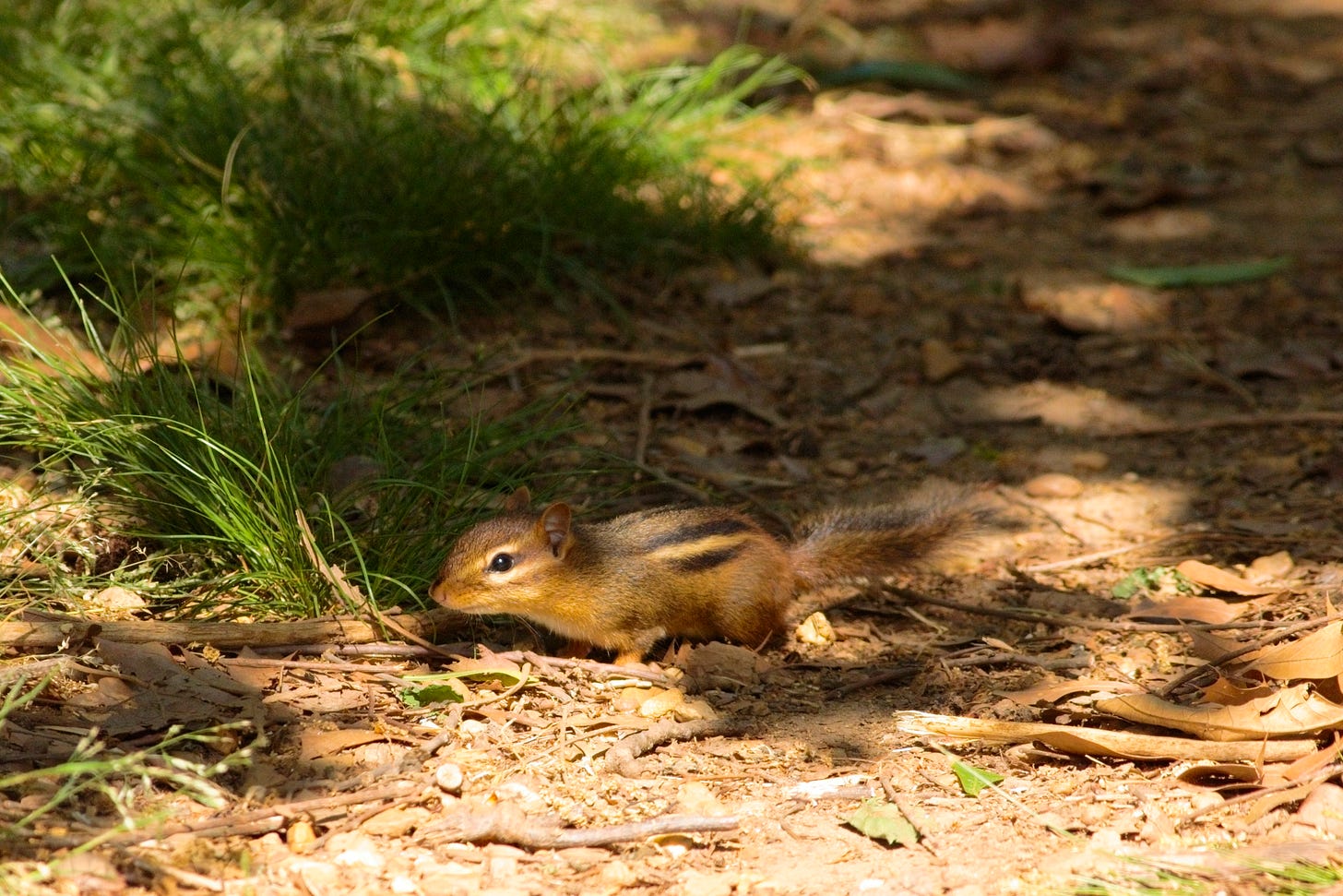  A small chipmunk, in profile, resting in a patch of sunlight on the ground. Shade dapples the ground, which is reddish-brown earth and a few patches of grass. The chipmunk is reddish-brown with small, rounded ears and a long, fuzzy tail. Black and cream strips run down the chipmunk's back on either side. A pair of pale cream stripes run from the chipmunk's snout to the base of the ear, framing the bright, black, intensely-focused eye.