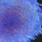 Photoresponsive Hydrogels - Cracked :-)))