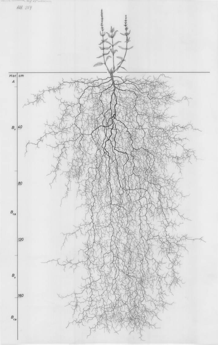 Salvia root drawing Salvia nemerosa, Lichtenegger, E. (1992), Wurzelatlas