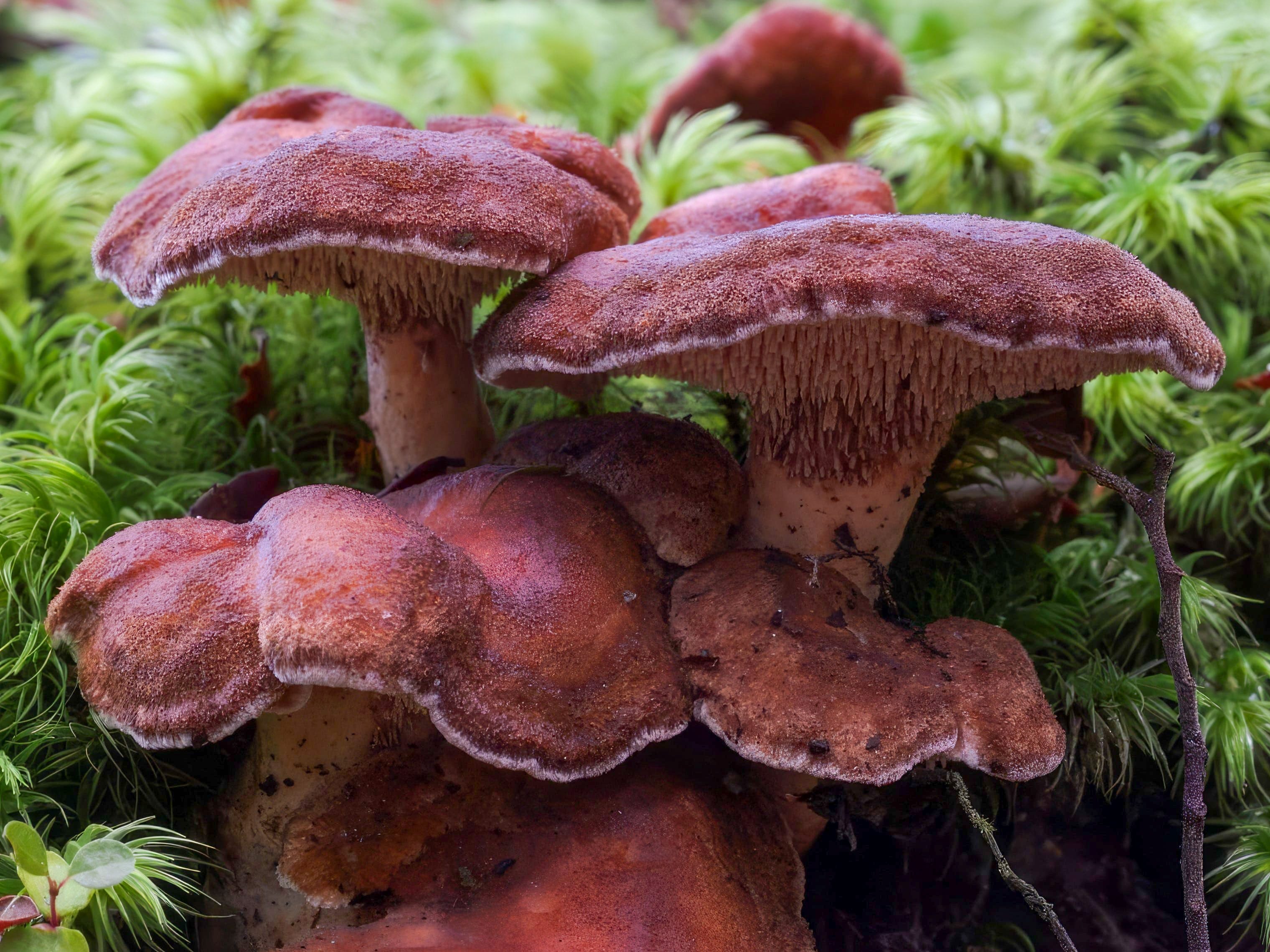 Fangs of the Forest: The Myriad Forms and Functions of Toothed Fungi