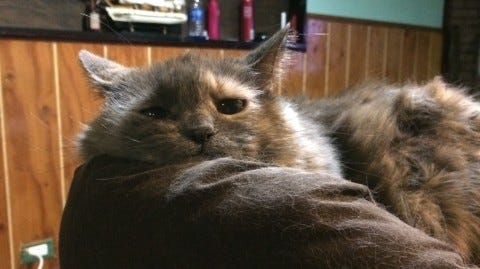 Aria_Scowl_Regular_Vomiting_in_cats Aria_Scowl_Regular_Vomiting_in_cats