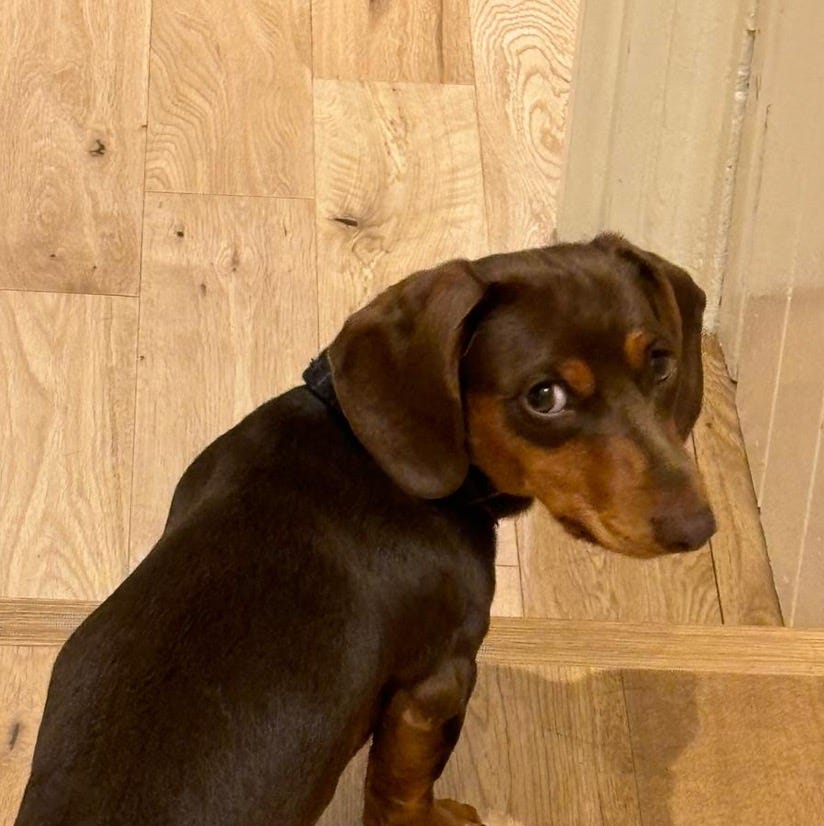 Galia's Notes and Reports