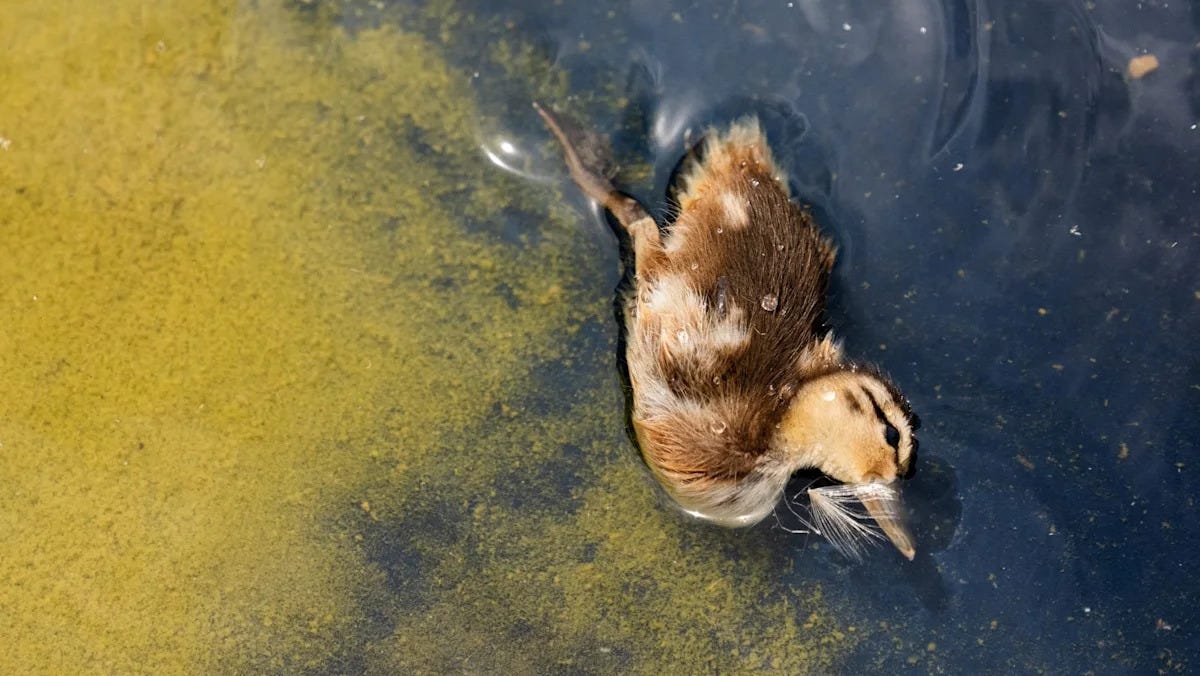 Dead duckling floating in green algae.