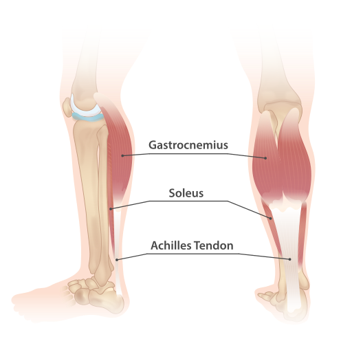 File:Lower leg muscles.svg File:Lower leg muscles.svg
