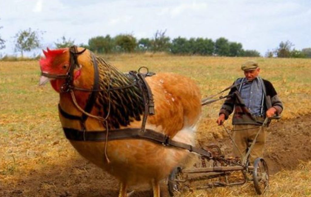 Homesteading: Beginning with Chickens