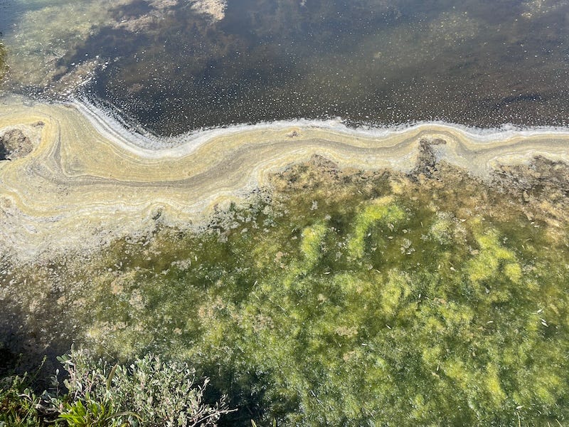 microalgae and microbes forming patterns on surface of water