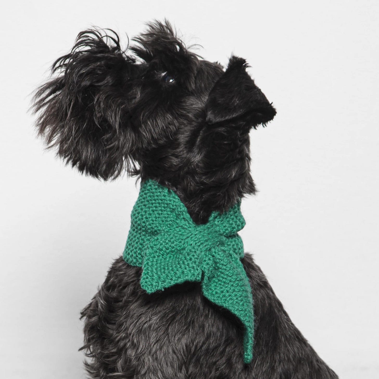Dog wearing green knit scarf by Houndsome