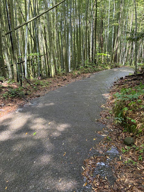 A waterfall, water running along a bamboo-lined road and a black wire cage trap for the Taiwan squirrel