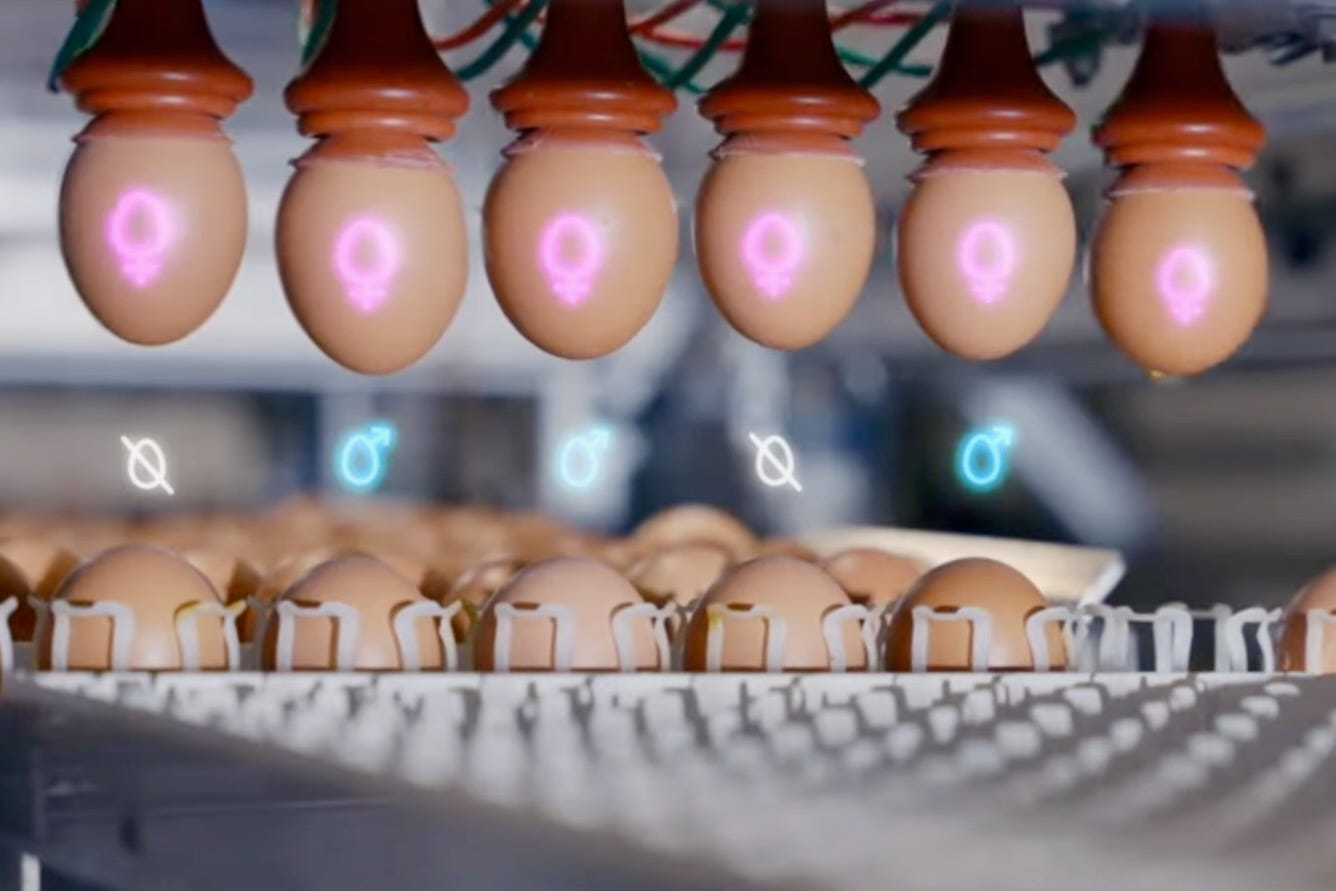 In-ovo-Geschlechtsbestimmung am unversehrten Ei.