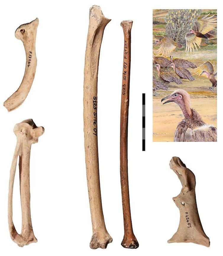 Photos of several bones and an illustration of a vulture-like bird Photos of several bones and an illustration of a vulture-like bird