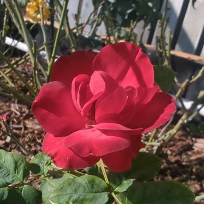 Red and Purple Roses