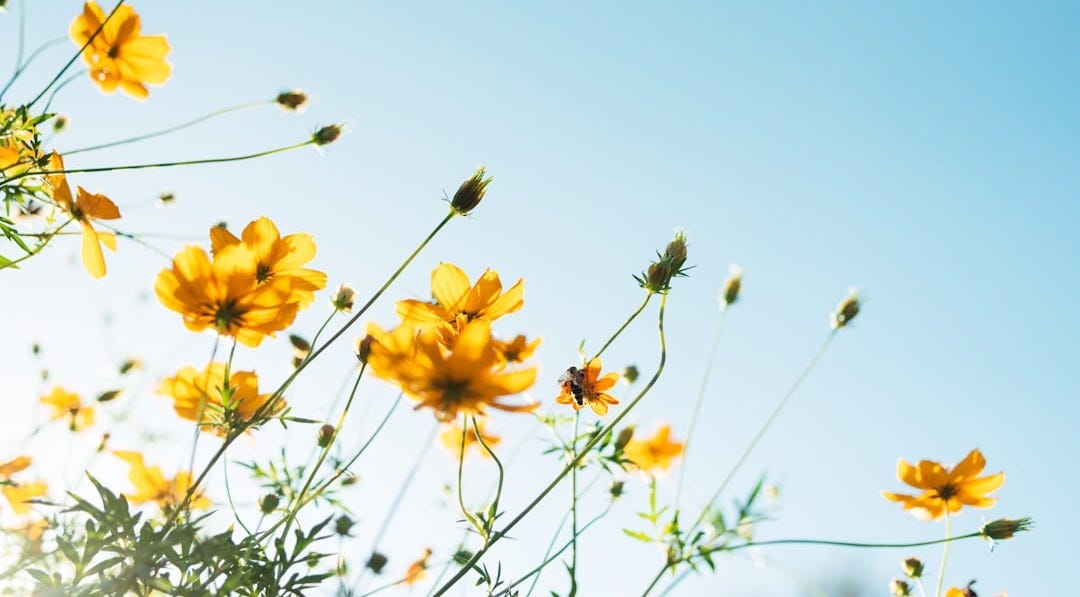 selective focus photography of yellow flowers selective focus photography of yellow flowers