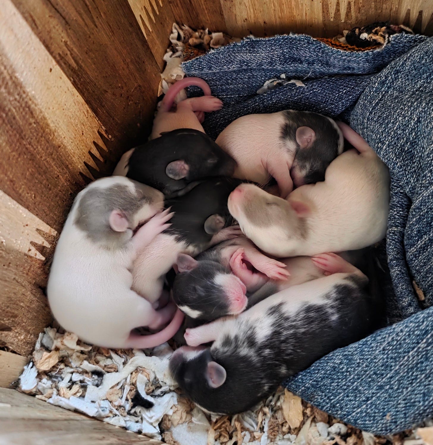 a pile of baby rats asleep in their nest