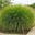 Luke's Ornamental Grasses's avatar
