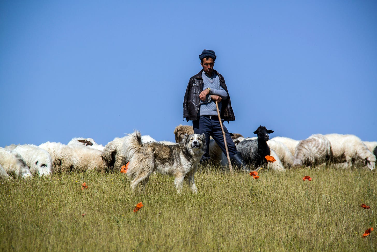 A shepherd with his sheepdog, surrounded by sheep A shepherd with his sheepdog, surrounded by sheep