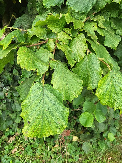 Nine pictures of grass, shrubs and trees.