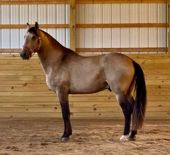Homesteading & Food: Feeding Ourselves without Big Ag and Big Government.