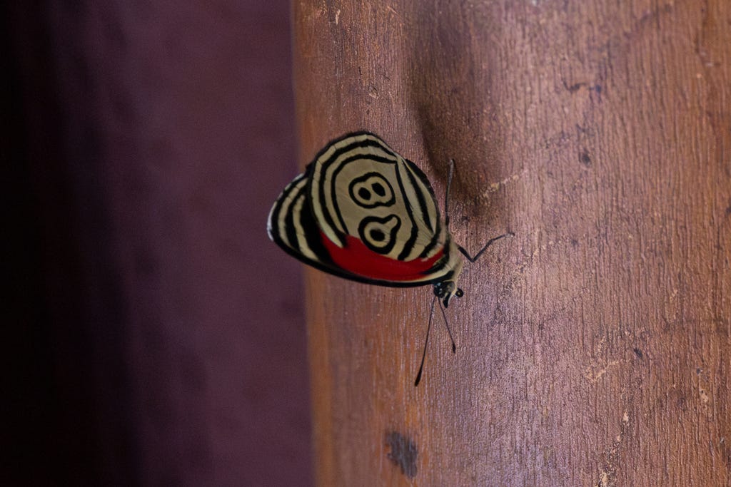 a white butterfly shaped much like the hairstreaks with concentric black circles outlining markings that look like a bubble 9 and 8. there is a red mark on its hindwing. it is perched on wood, facing down.