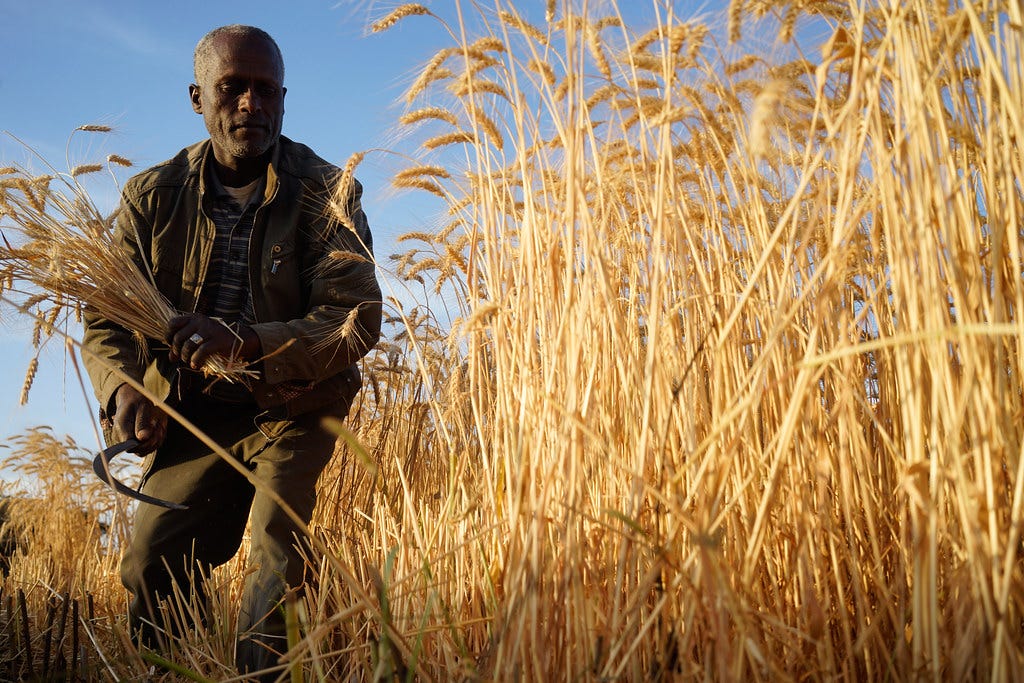 Farmer Abera Degefa hand harvesting his wheat variety: “Og… | Flickr