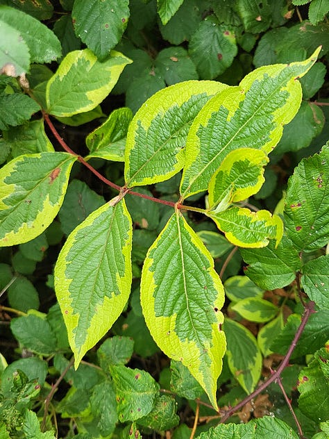 Nine pictures of grass, shrubs and trees.