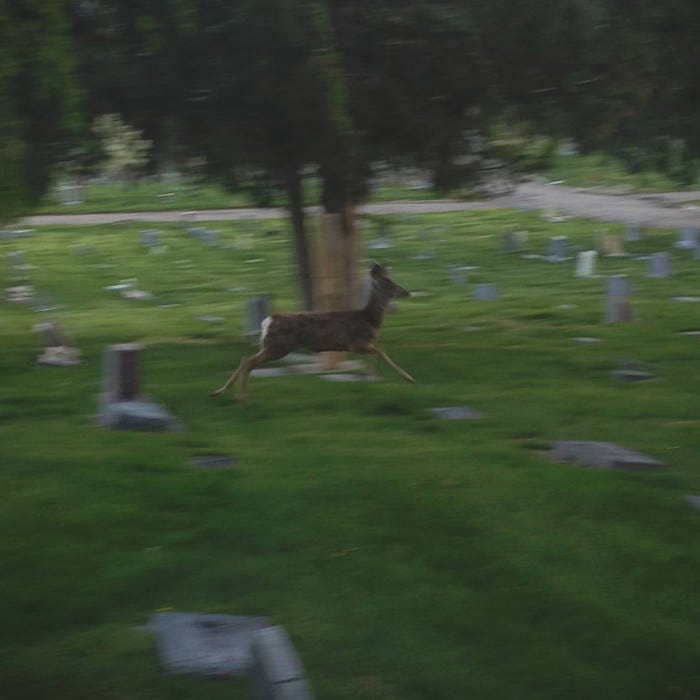 maybe in another dream, | Another Quiet Morning