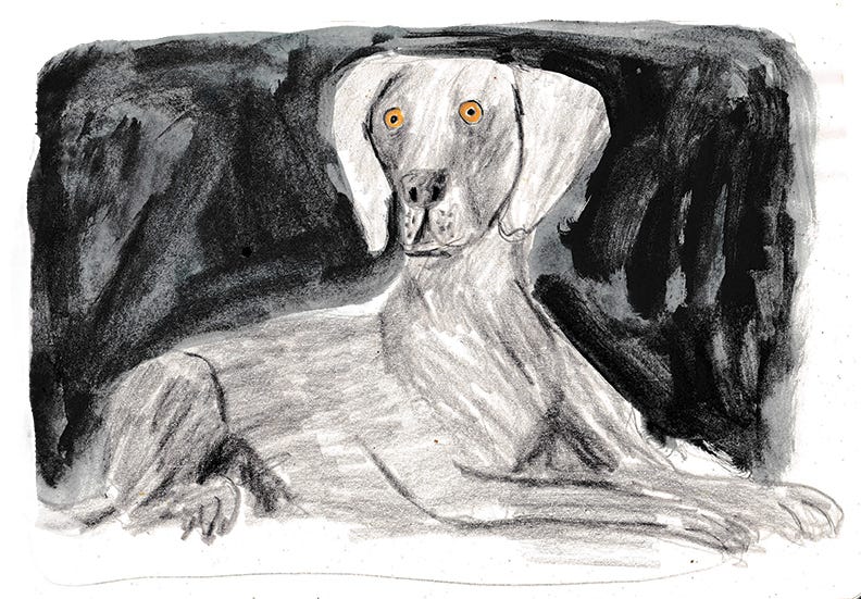dog drawing by Beth Spencer