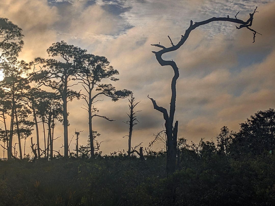 Naval Live Oaks Reservation in Gulf Island National Seashore in Gulf ... Naval Live Oaks Reservation in Gulf Island National Seashore in Gulf ...