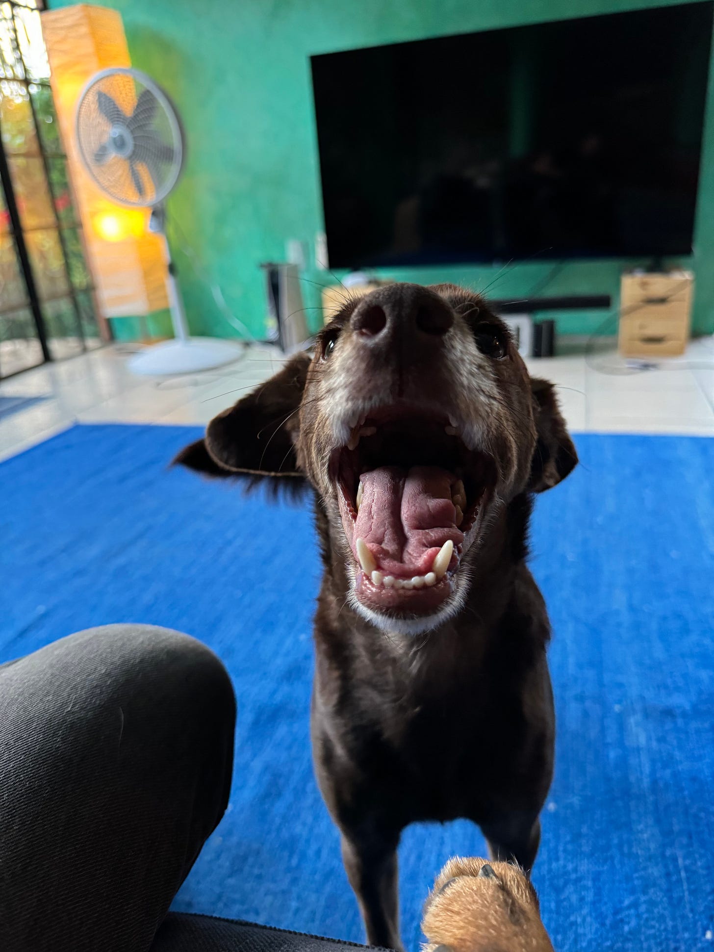 Our dog Loo with a big smile on his face.