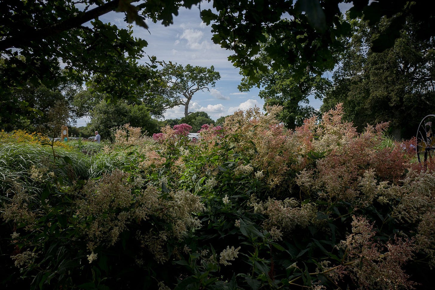 A bush with green, brown, purple and yellow leaves against a cloudy sky.