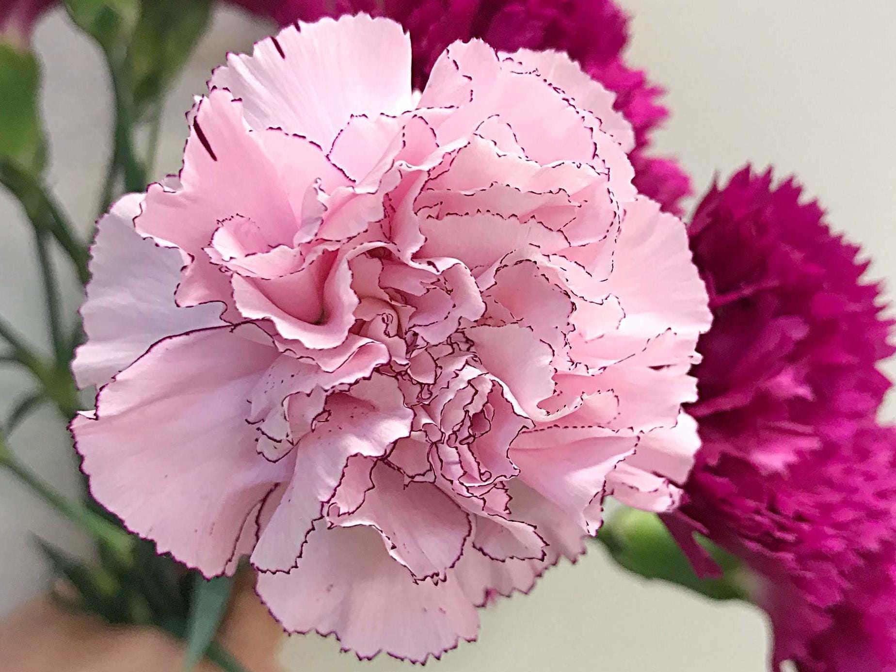 In Defense of the Carnation - by Ellen Frost - FlowerNerd