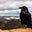 RiverRaven's avatar