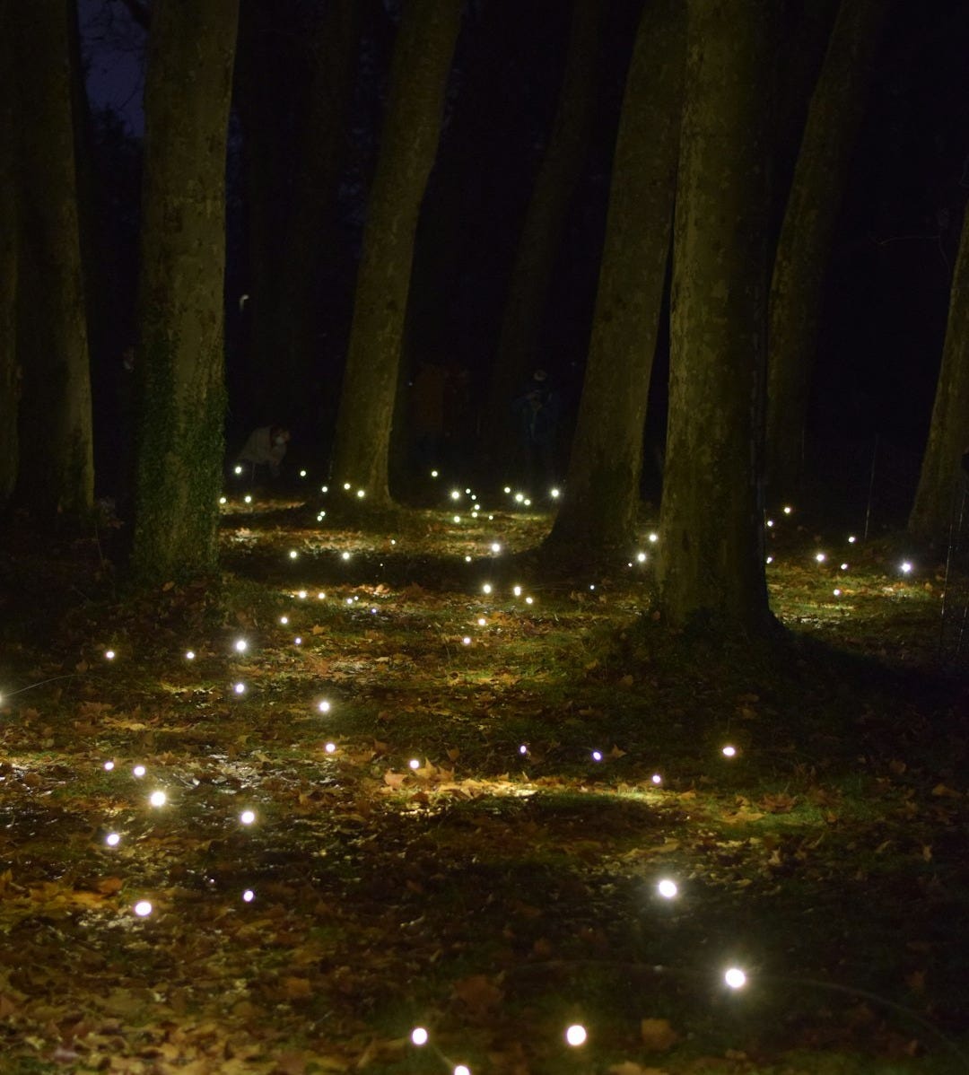 a forest filled with lots of glowing lights