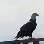 User's avatar