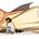 Ren Davis's avatar