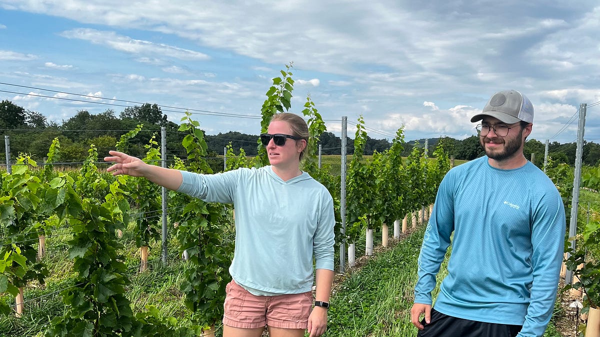 The Vines that Survived the Freeze