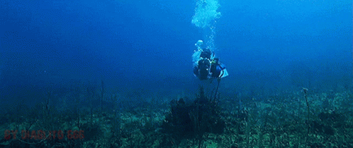 Jaws4 Jaws The Revenge GIF - Jaws4 Jaws The Revenge Shark - Discover & Share GIFs Jaws4 Jaws The Revenge GIF - Jaws4 Jaws The Revenge Shark - Discover & Share GIFs
