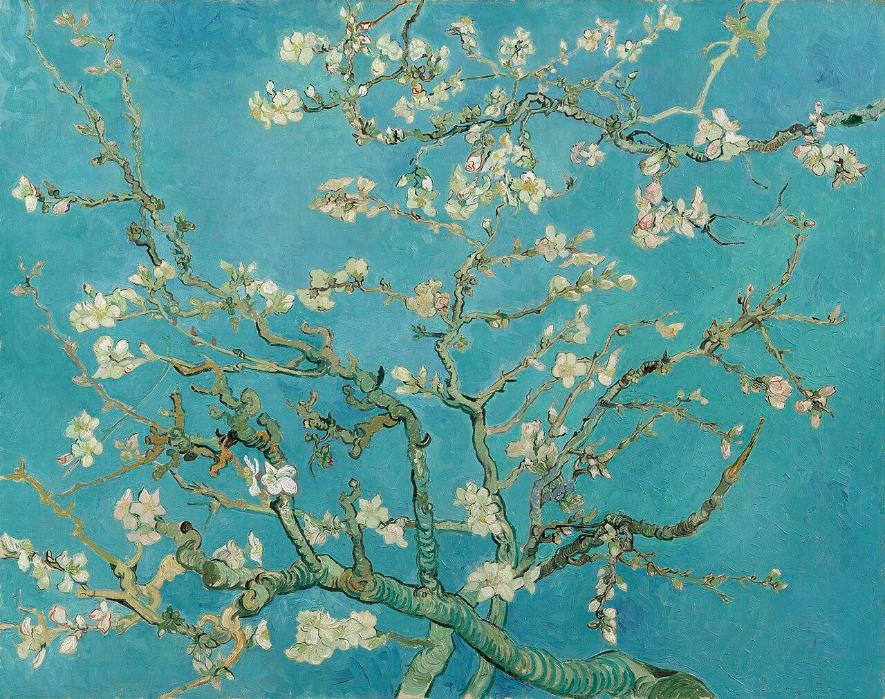 White almond blossom branches against a turquoise sky White almond blossom branches against a turquoise sky